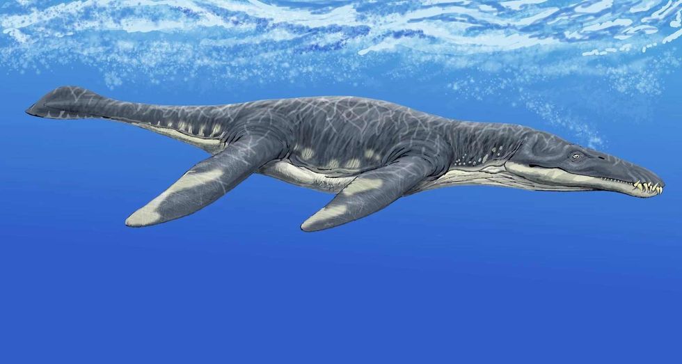 The Liopleurodon was a marine reptile in the Mid-Jurassic age.