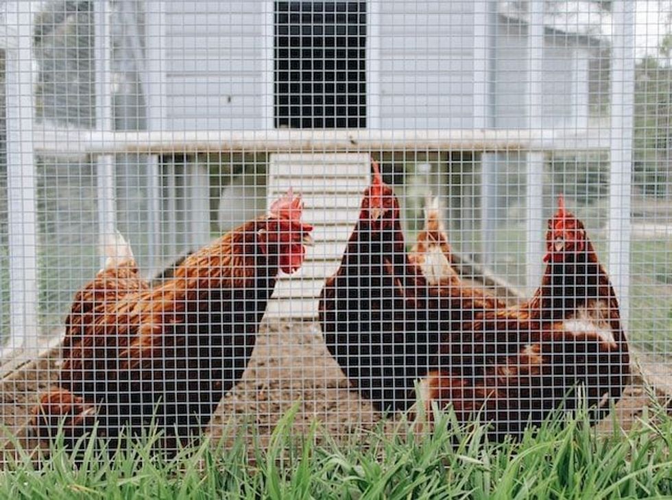 The list of chicken coop name ideas will certainly feature French names for chicken coop and winter chicken coop names.