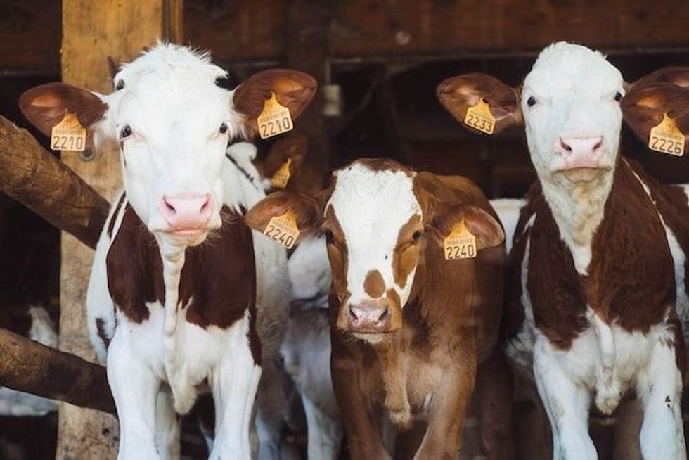 The list of farm animals' names would include species raised for meat, milk, wool, leather, and other products.