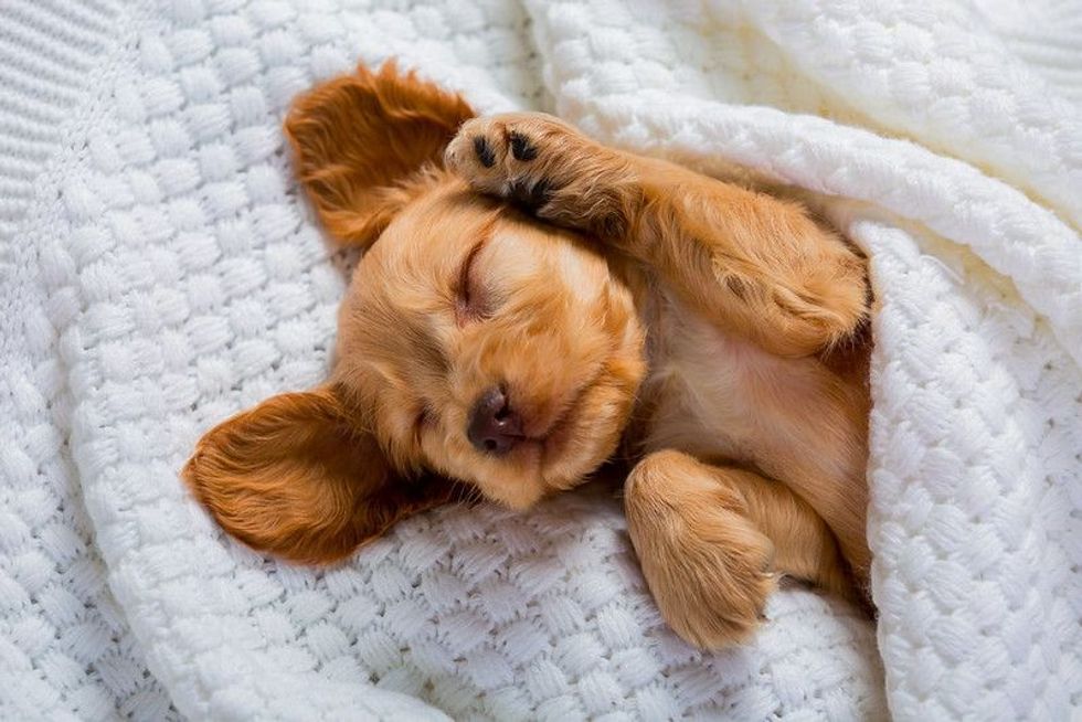 The little brown puppy of the Cocker Spaniel breed is sleeping.