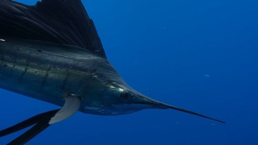 The long and flat snout of these fish helps them while hunting.