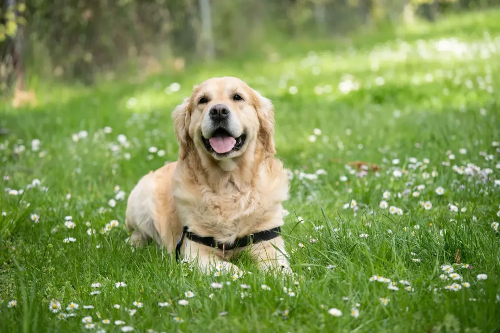 The longer the Labrador Retriever life span, the merrier it is for all dog owners.