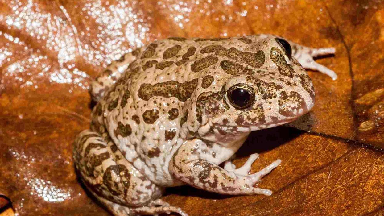 The marbled frog is olive green or gray in color with dark, raised splotches on its body.
