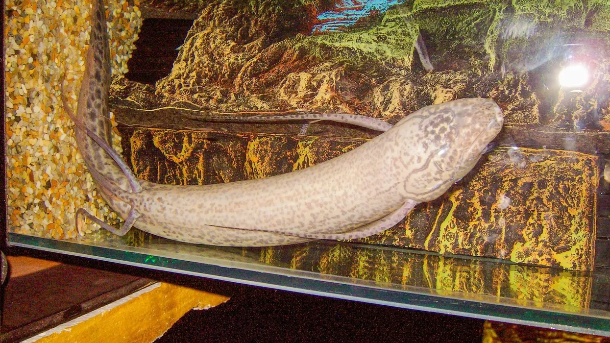 The marbled lungfish facts that you might enjoy.