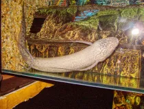 The marbled lungfish facts that you might enjoy.
