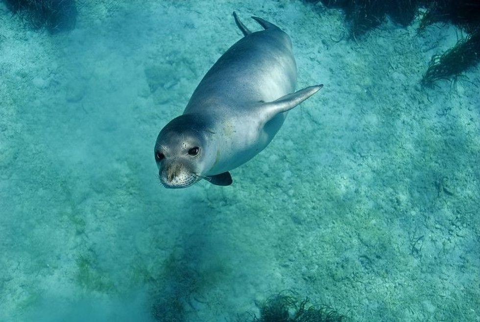 The Mediterranean Sea houses a wide range of interesting flora and fauna.