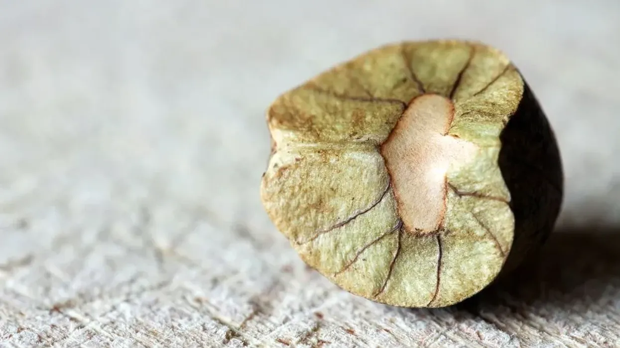 The Mexican Jumping Beans are exclusively inhabited by the Jumping Bean Moths.