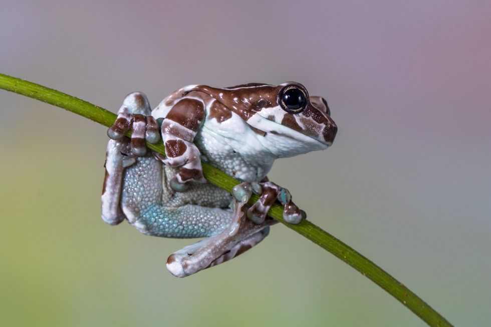 The Mission golden eyed tree frog.