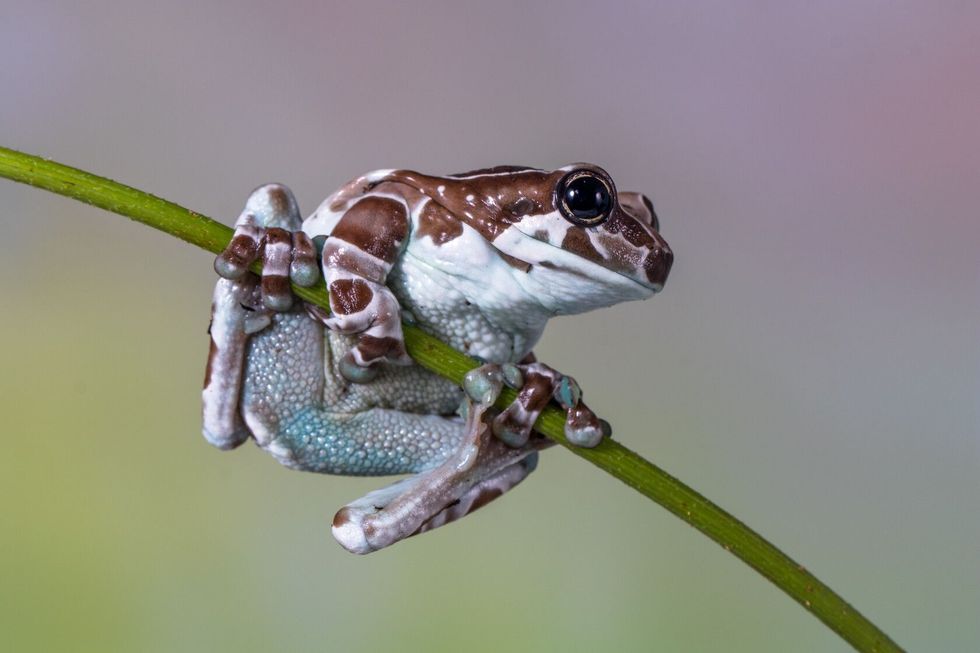 How Do Frogs Breathe? Respiration In Amphibians Explained | Kidadl