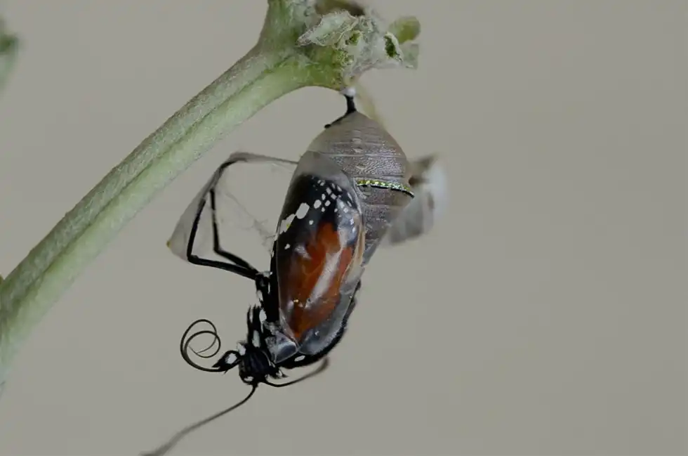 The monarch chrysalis stages turn into a beautiful adult butterfly with a short life cycle.