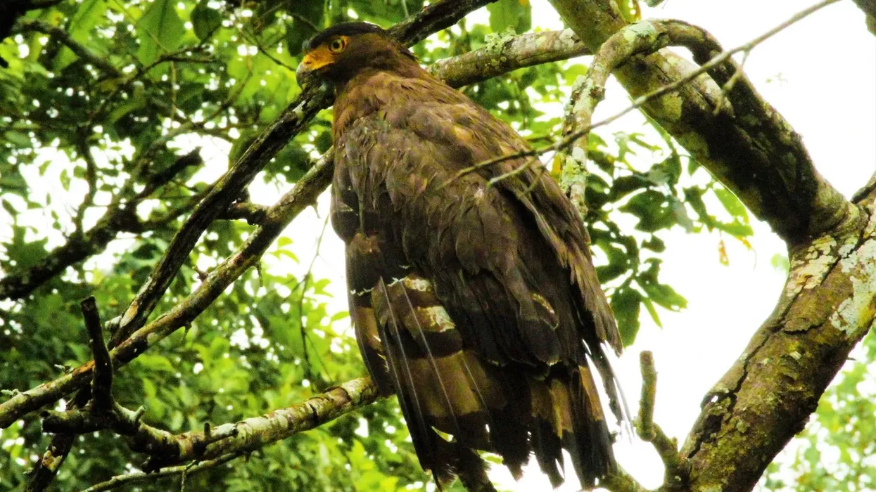 The most exciting Madagascar serpent eagle facts for fun.