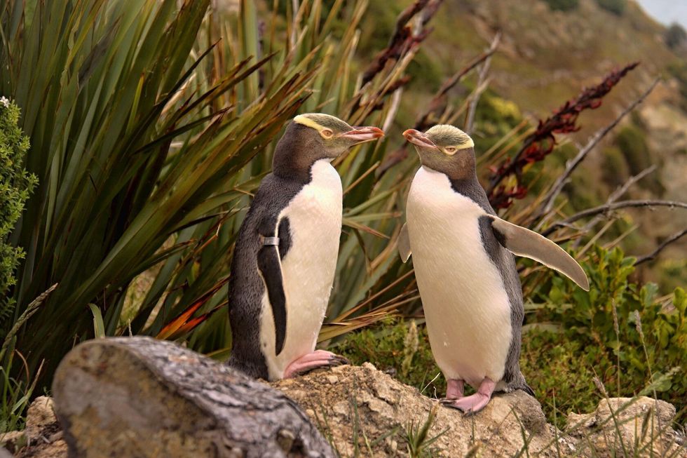 The most precious Yellow eyed penguin New Zealand
