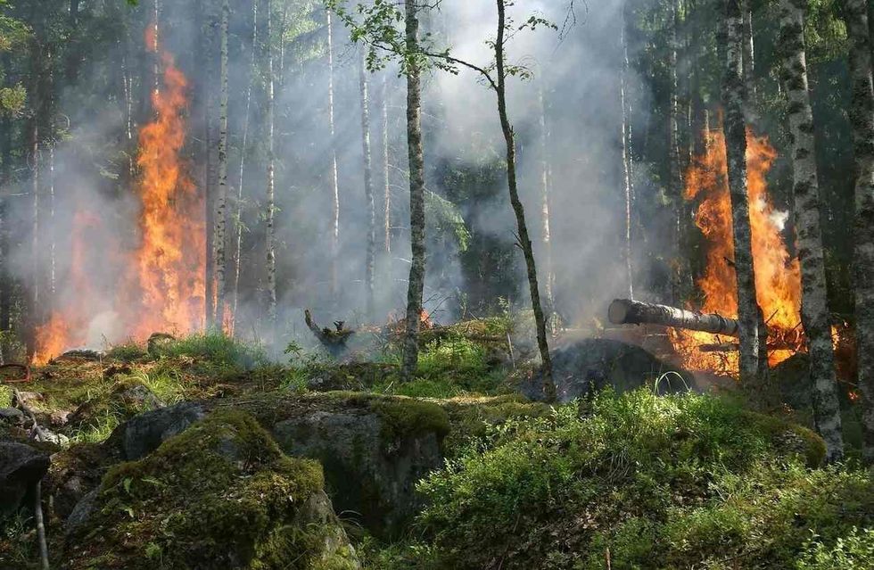 The most significant forest fires of american history