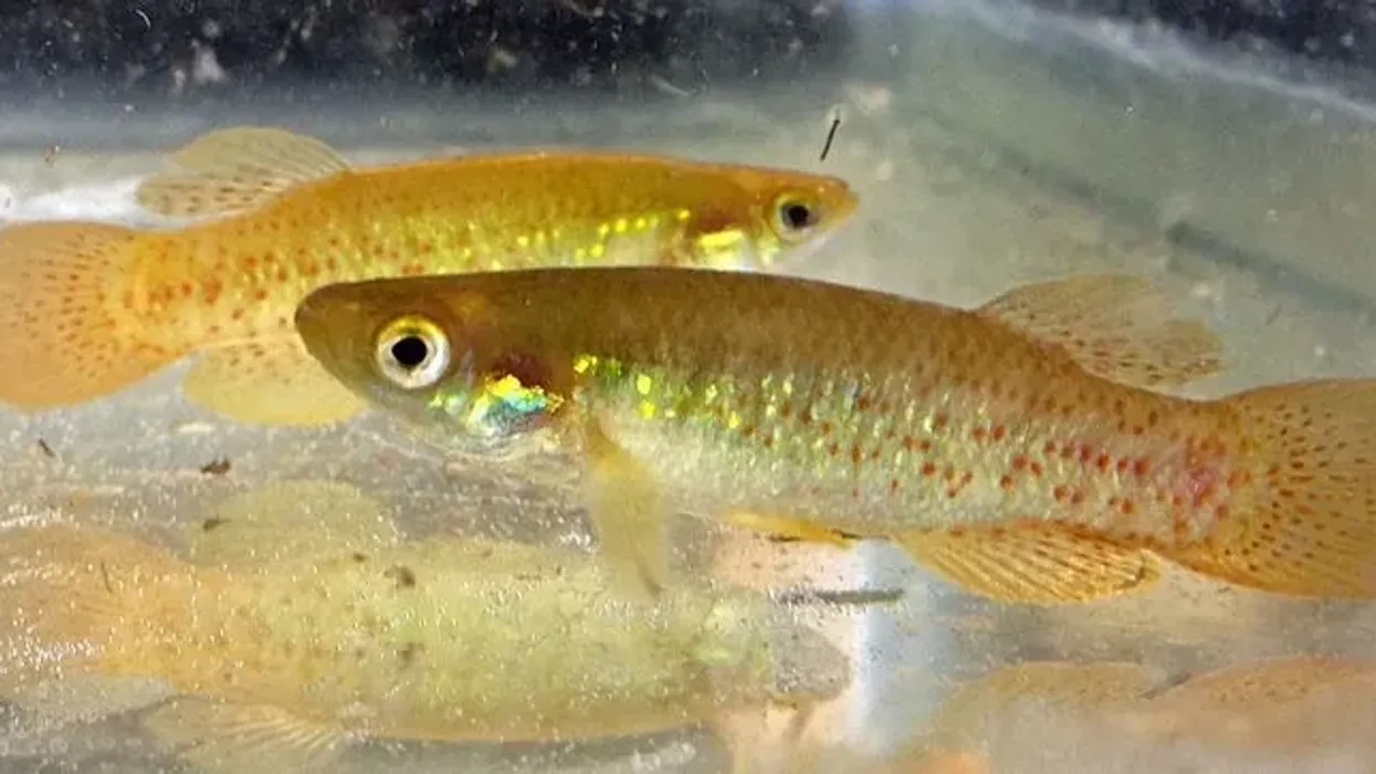 The native freshwater fish, golden topminnow facts.