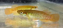 The native freshwater fish, golden topminnow facts.