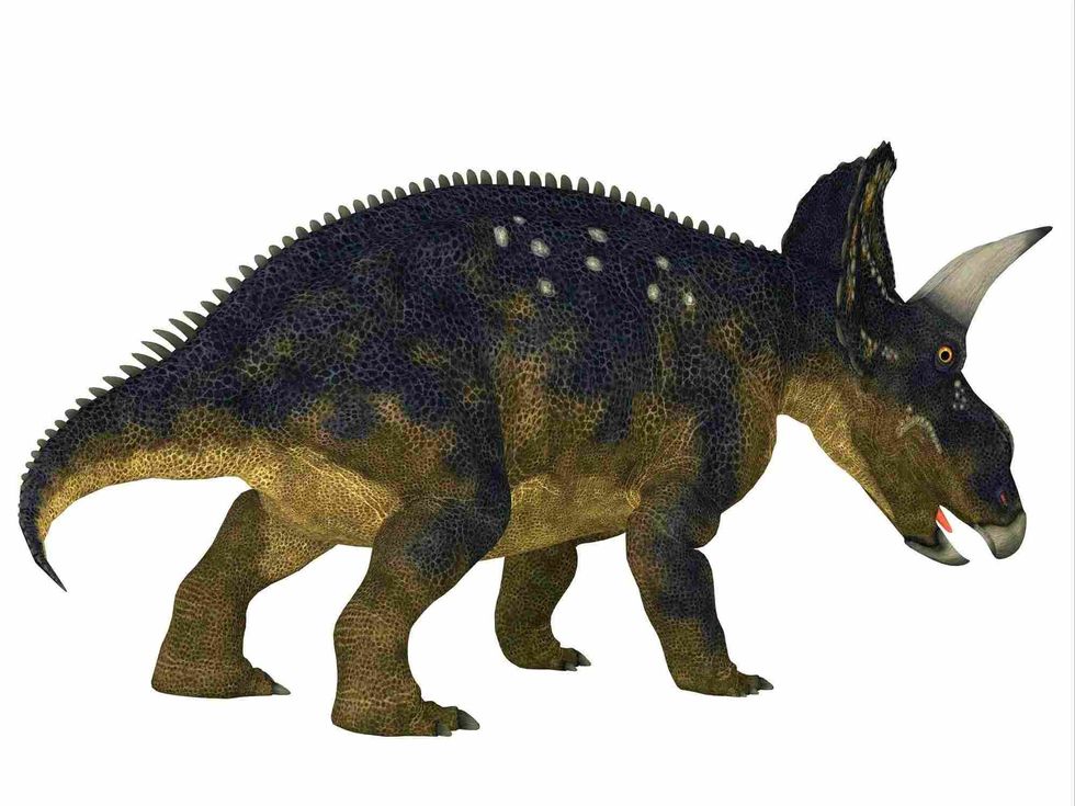 The Nedoceratops was a herbivorous dinosaur.