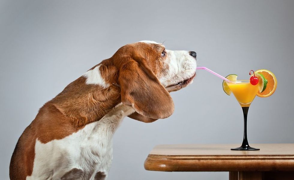 The nice hound drinks a orange juice