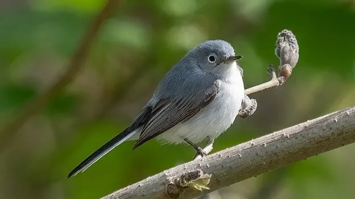 The North American migratory bird blue-gray gnatcatcher facts