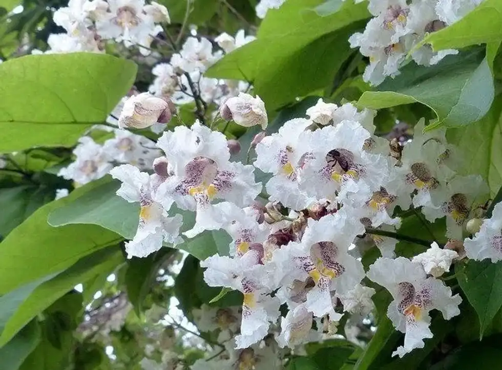 The Northern Catalpa tree facts include, it is a deciduous tree and loses its leaves in the fall!