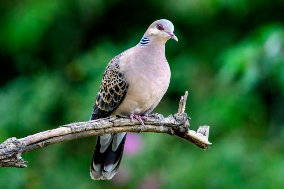The oriental turtle dove