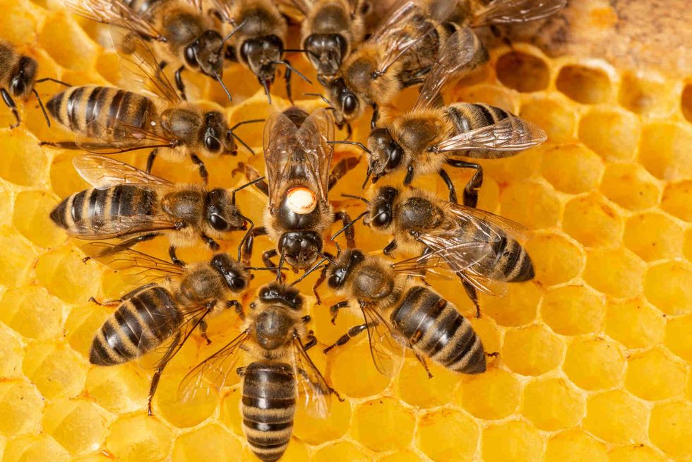 The queen in bee colony.