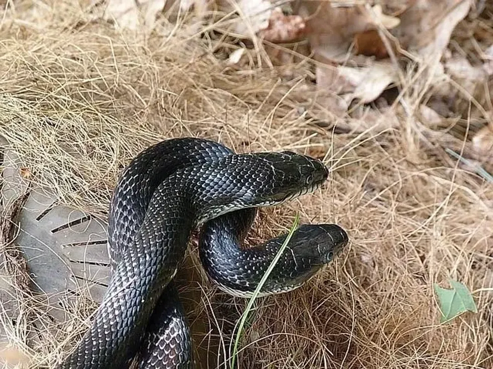 The rat snake vs copperhead snake is an interesting comparison between two species of predators.