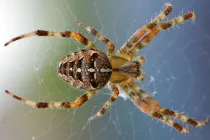 The reason why National Save A Spider Day is observed annually on March 14 is to help people overcome arachnophobia; a fear of spiders, which is common around the world.