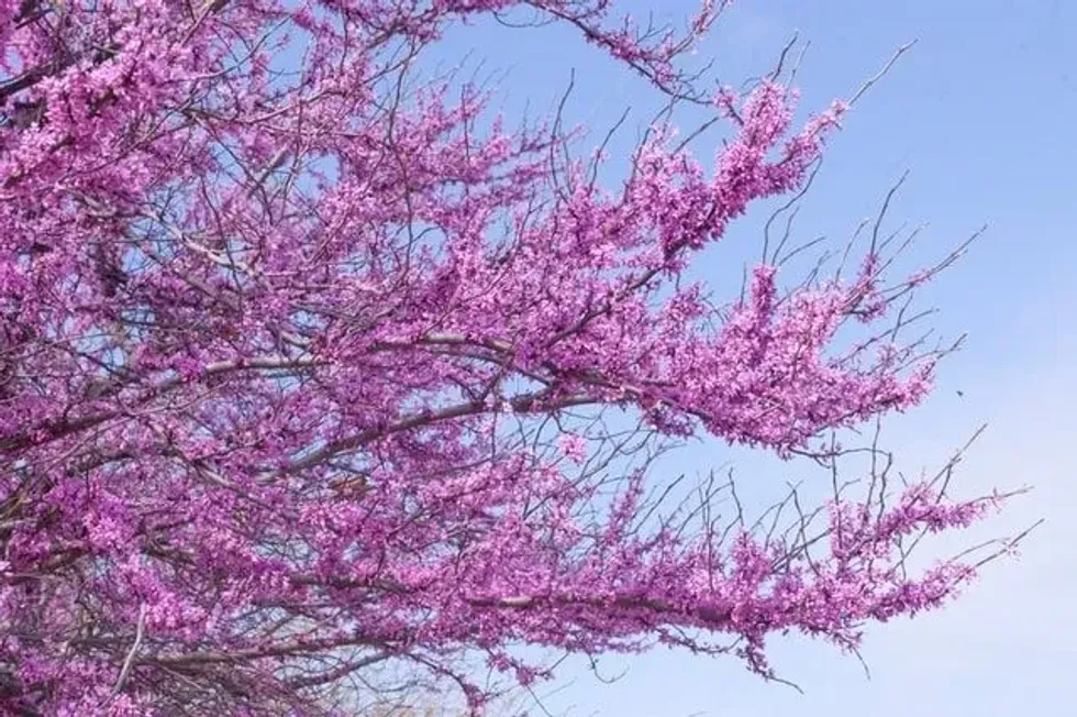 The redbud tree can have lilac or pink blooms.