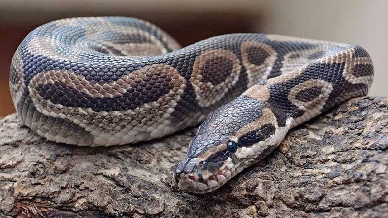 The Royal Python is one of the world's most majestic snakes.