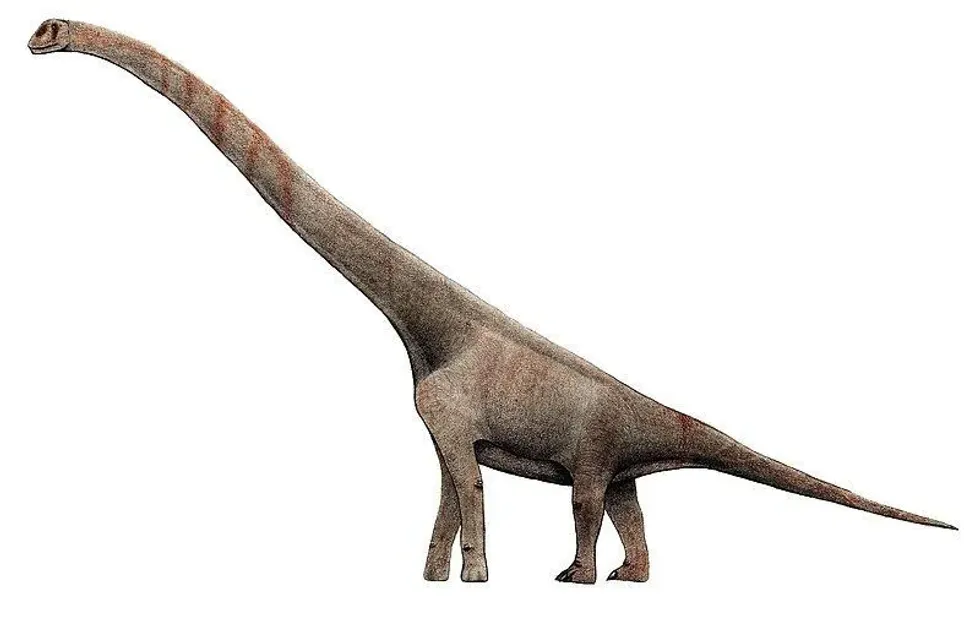 The Sauroposeidon facts are about the tallest known dinosaur which could probably raise its head and neck up to the highest height of 112 ft (34 m).