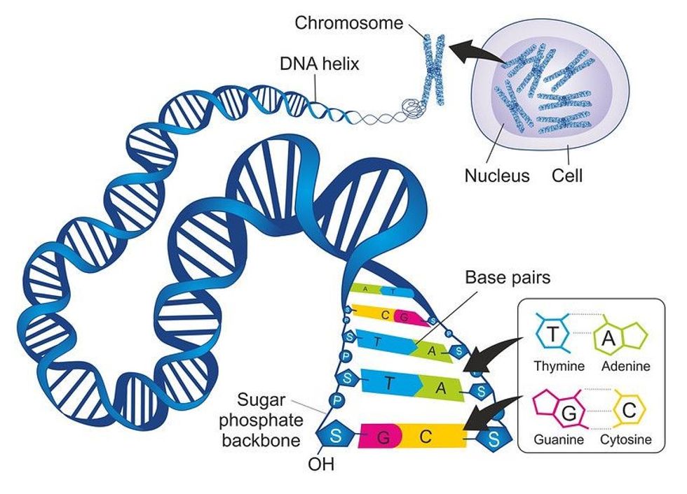 The schematic illustration shows the structure of double stranded deoxyribonucleic acid