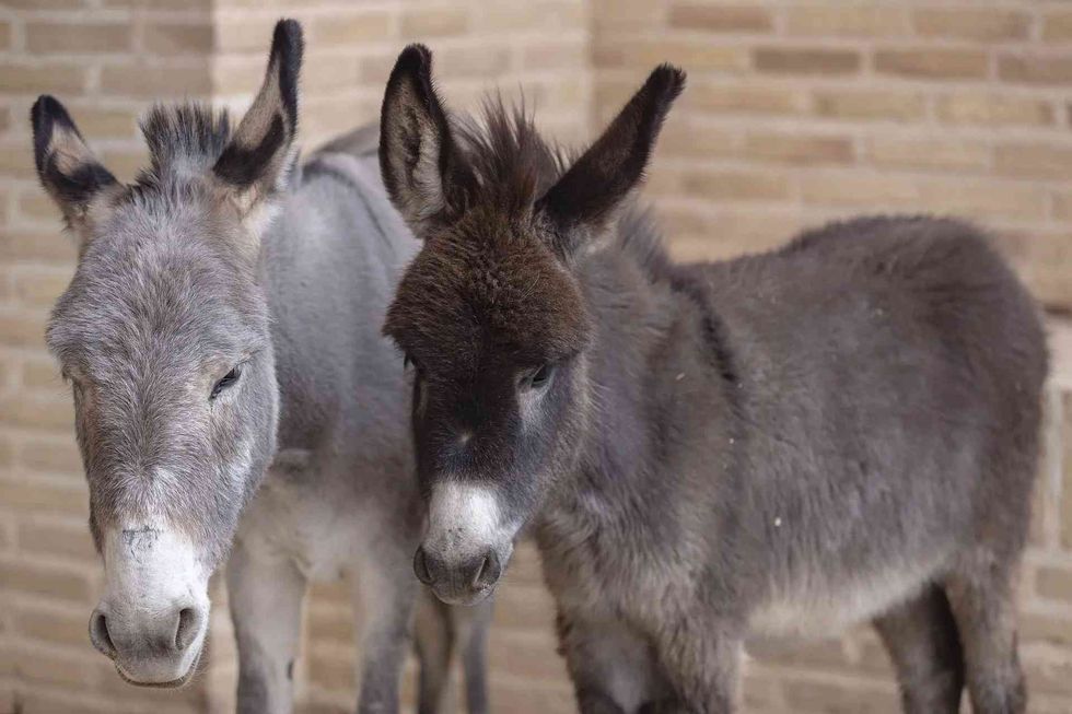 The scientific name of the donkey 