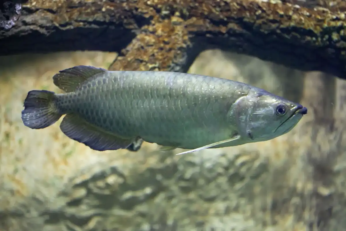 The Scleropages jardinii endemic to Australia is seen to have pale pink spots on its skin, making it look like a pearl. Continue reading to discover more interesting Scleropages jardinii facts!