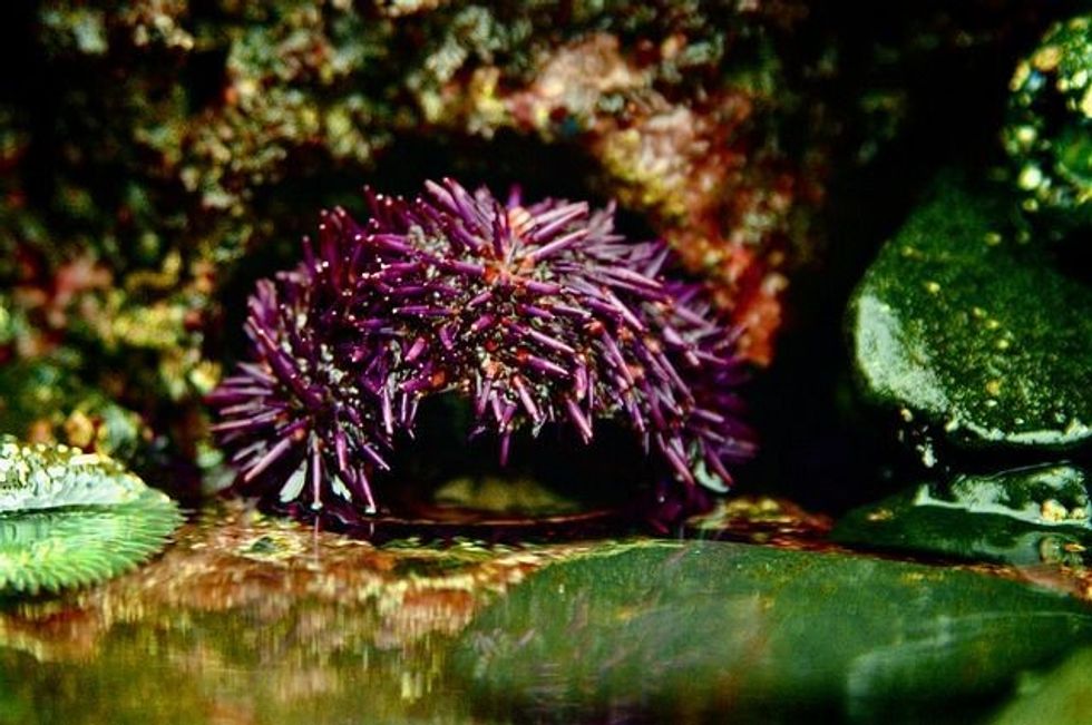 Tide Pool Facts For Kids To Understand Their Importance And Dangers ...