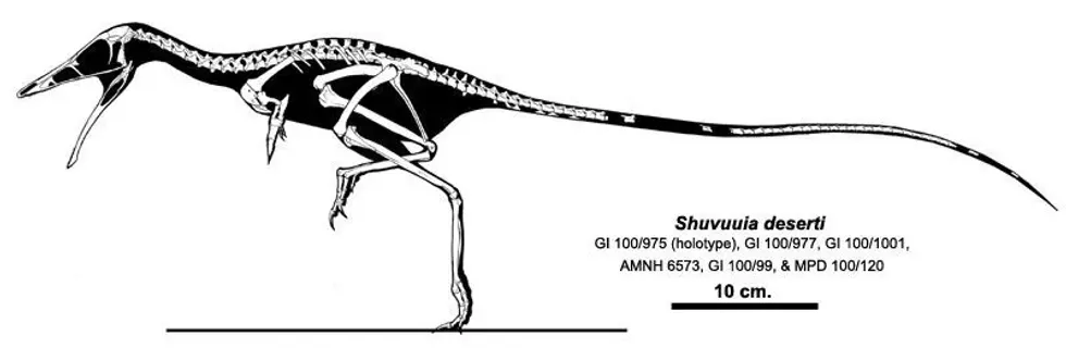 The Shuvuuia fossil is safely preserved in a museum of Mongolia for modern scientists to study these dinosaurs further.