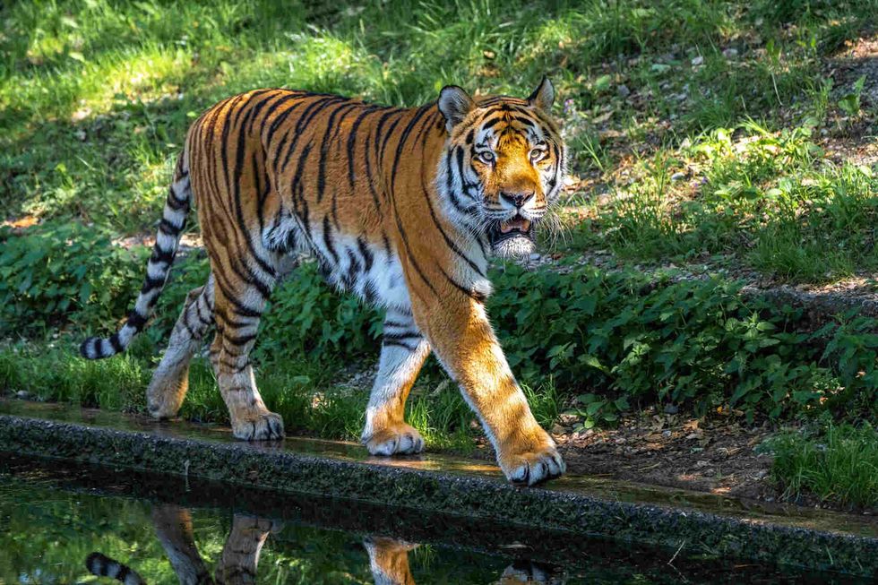 The Siberian tiger walking.
