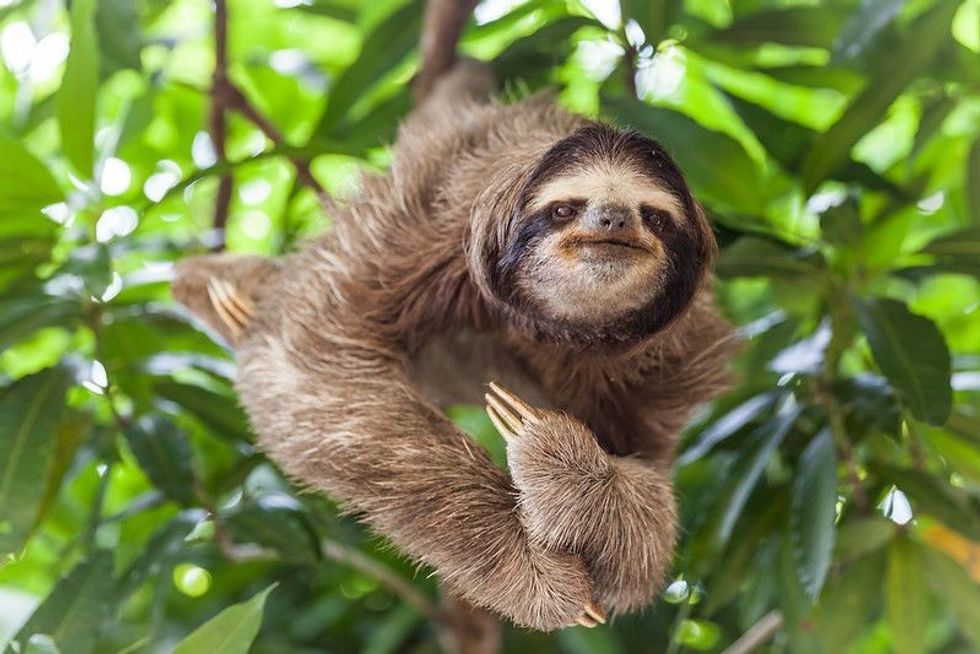 The sloth on the tree.