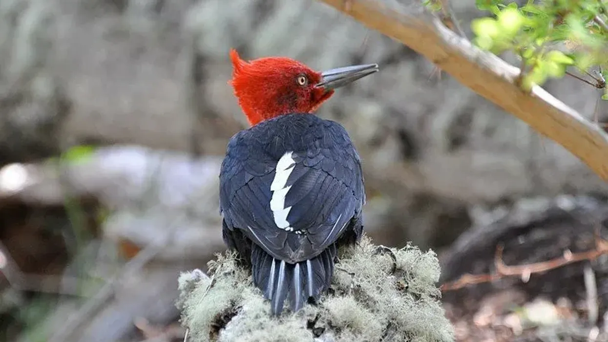 The South American Magellanic woodpecker facts are all about an awe-inspiring woodpecker of the Picidae family.