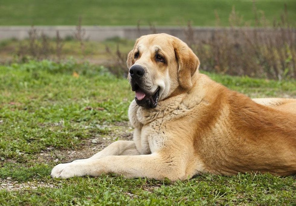  The Spanish Mastiff dog in a ground