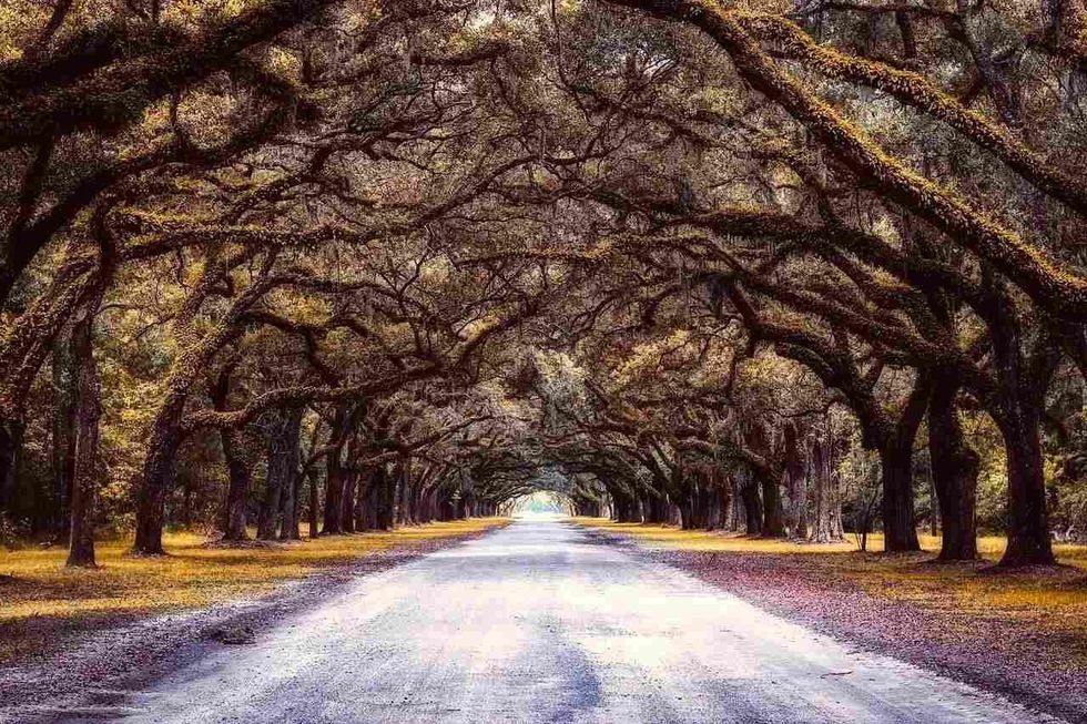 The Spanish moss plant is pretty easy to find