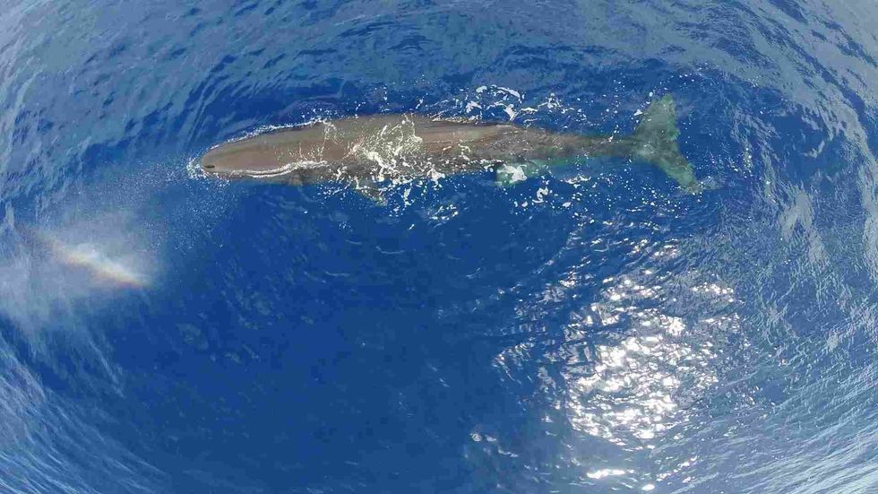 The sperm whale is the Connecticut state animal and is the largest species of toothed whales