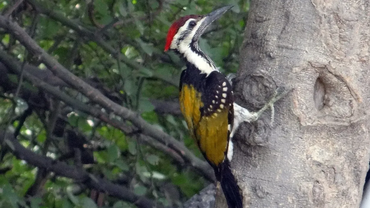 The tail of the flameback is often seen thumping against the tree to give it support. Read on to discover more interesting flameback woodpecker facts.