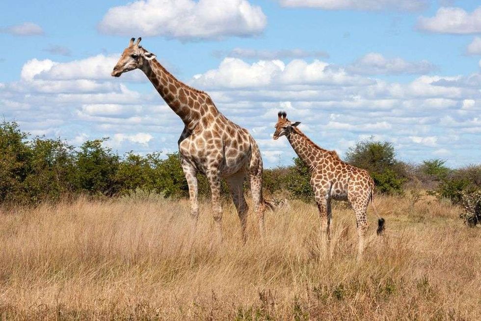 The tallest living terrestrial animal Giraffe.