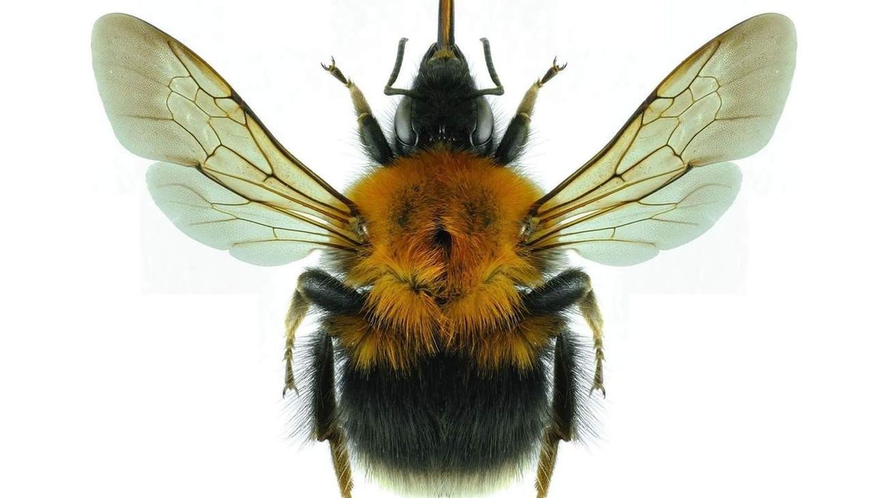 The thorax of a tree bumblebee is ginger-colored or brown, which is one of the most interesting tree bumblebee facts.