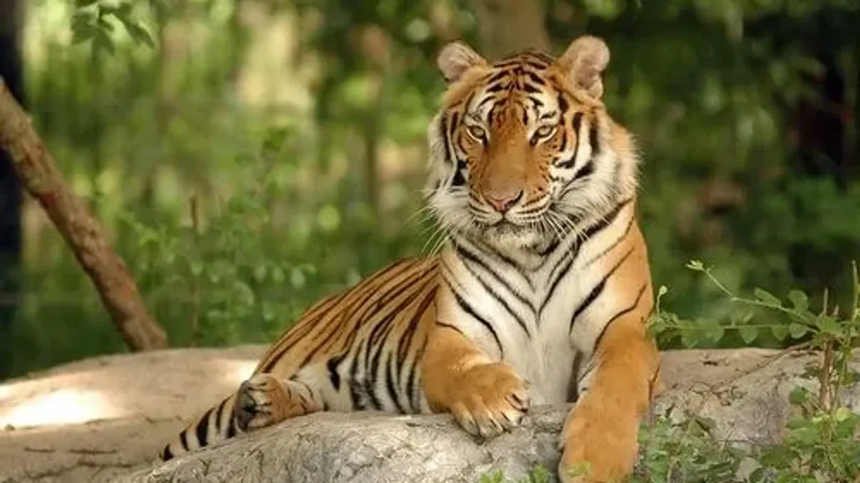 The tiger - Panthera tigris corbetti -is predominantly found in Thailand, Vietnam and some other countries in Southeast Asia. This is an Indochinese tiger fact you should know.