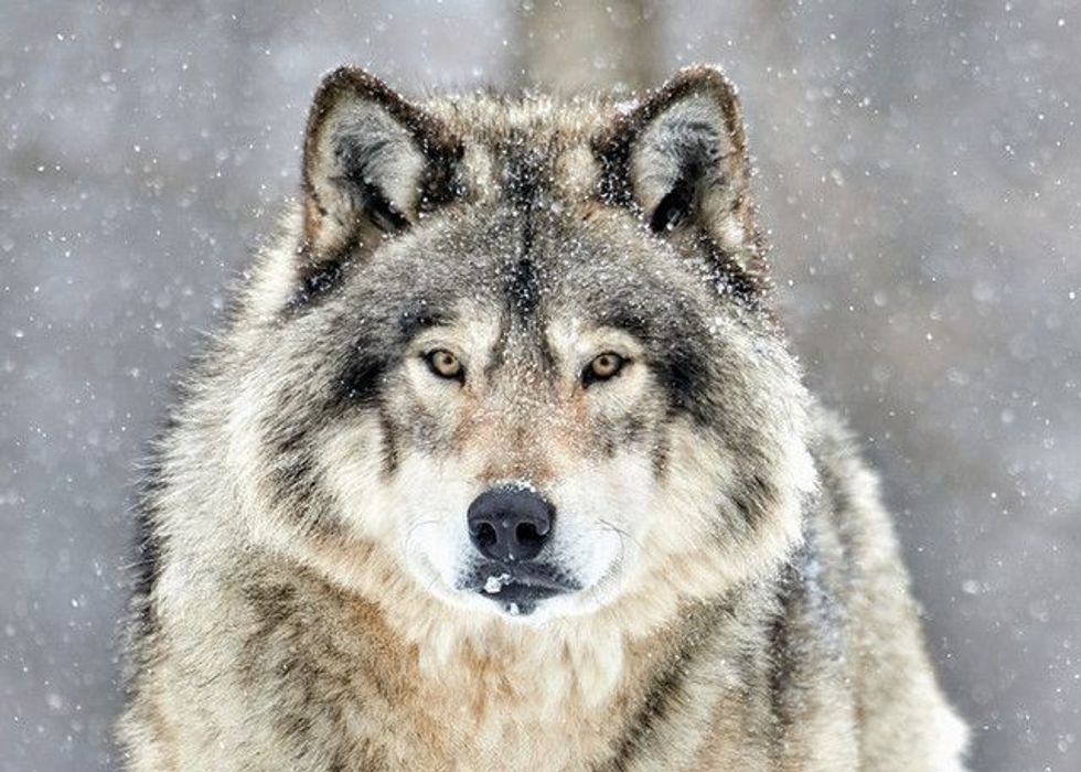 The Timber Wolf in The Winter Snow
