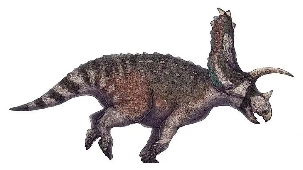 The Titanoceratops was an ancestor of the Triceratops but with more horns. Continue reading to discover more interesting Triceratops facts that you're sure to enjoy!