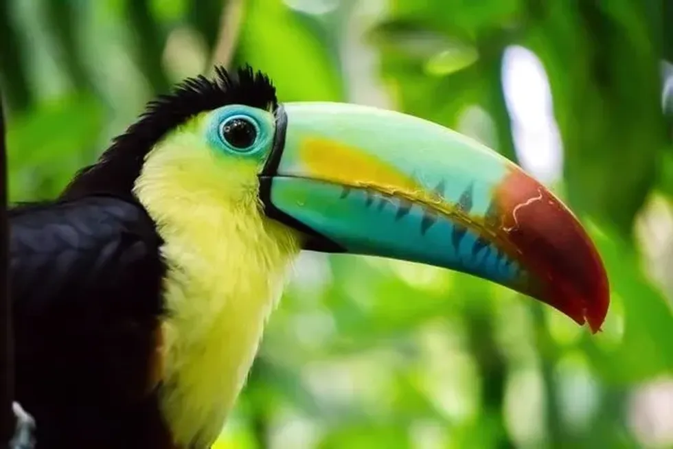 The toucan beak can be many different color variations.