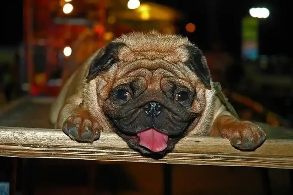 The Ugly Dog Contest held on Ugliest Dog Day is a fun contest when dog owners participate in different events.)