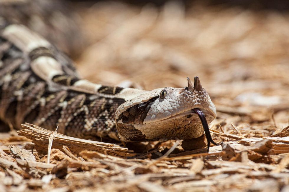 The venomous Gaboon viper uses its tongue to smell.